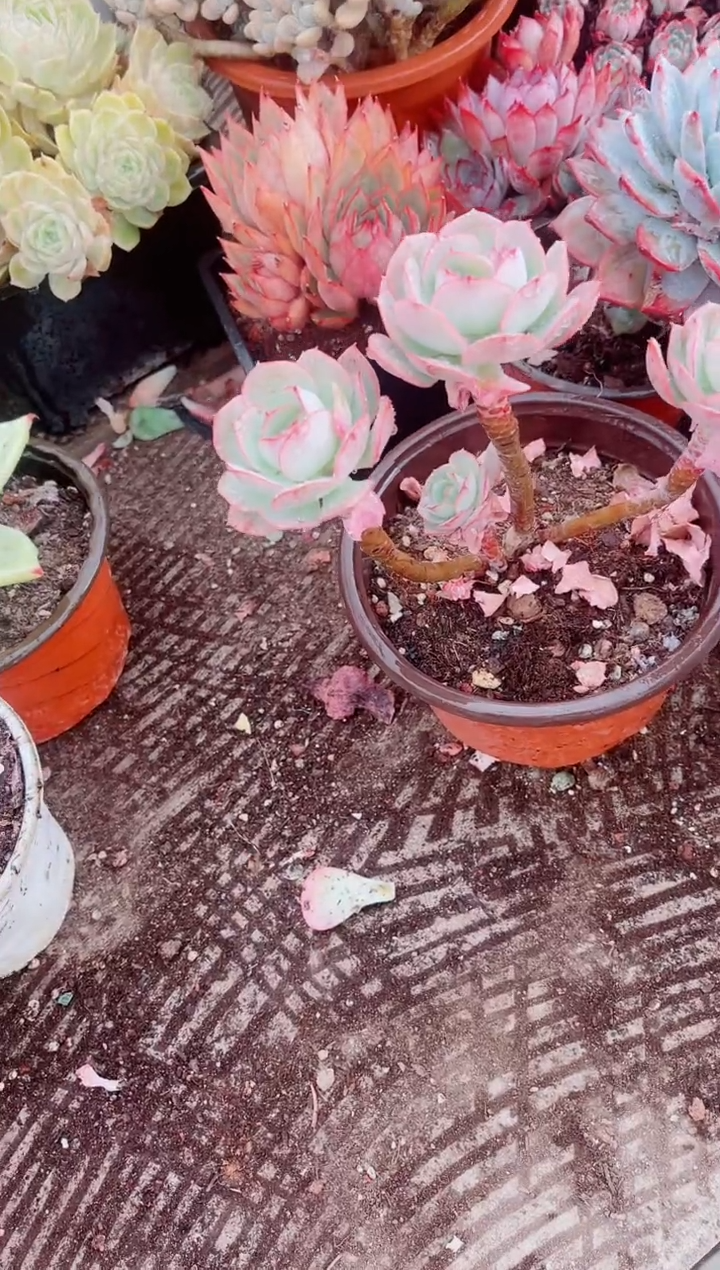 余****！跃跃精品多肉13132