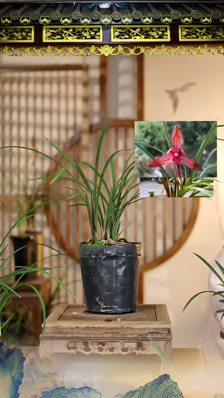 全部花苞春兰刘三红6苗带芽