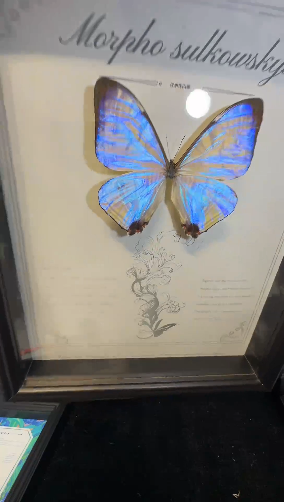 玻璃a1！一物一拍夜明珠闪蝶