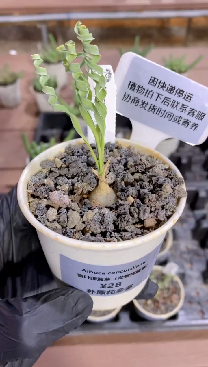 【闪购商品】弹簧草FB-511