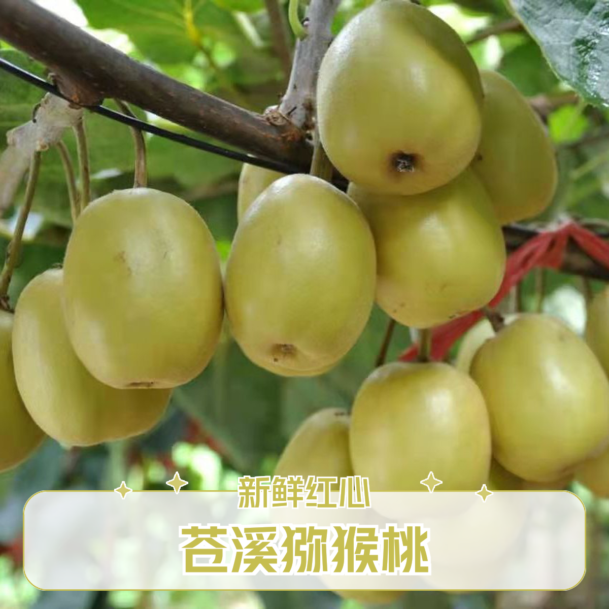 130克以上苍溪红心猕猴桃