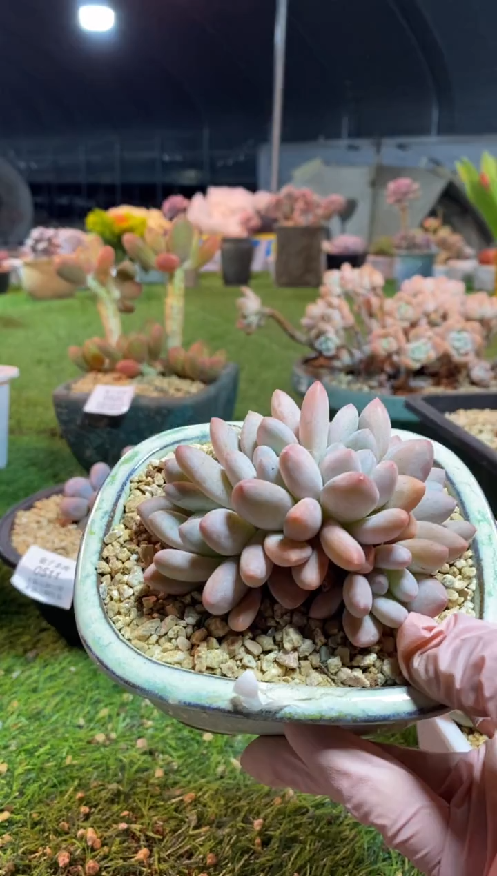 【闪购商品】0530a