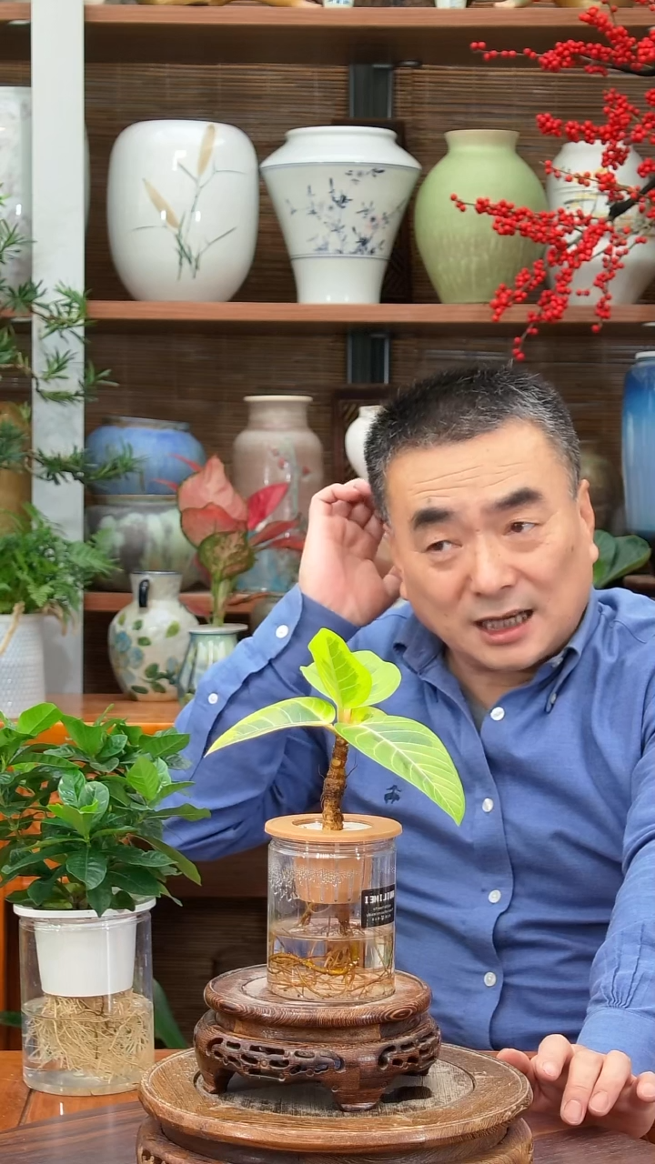 无花朵甛*水之韵水培富贵榕