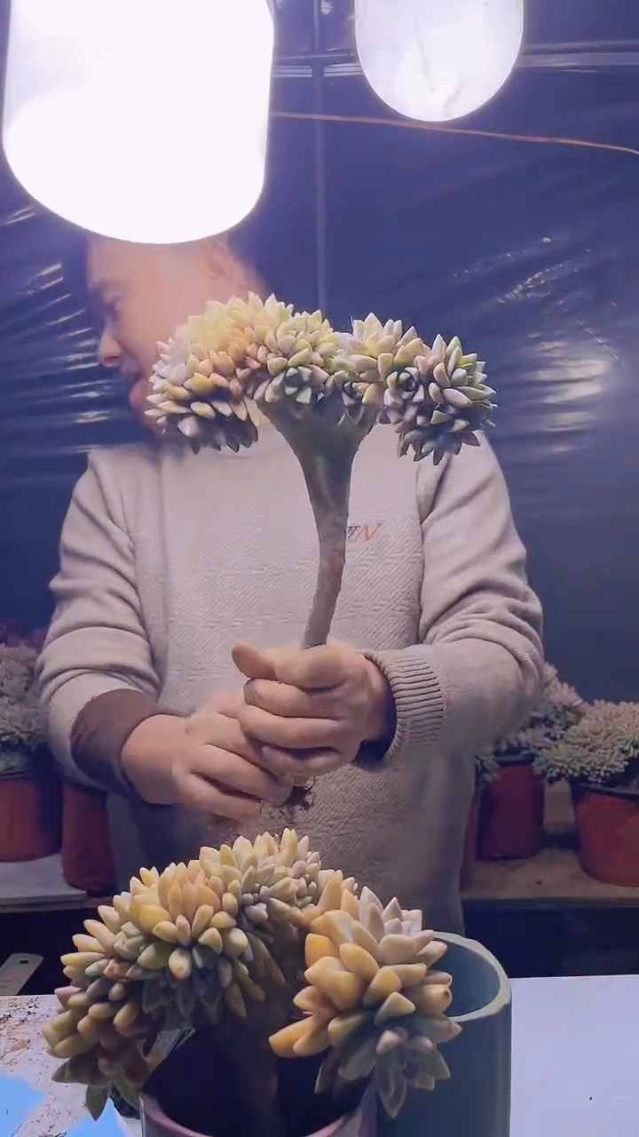 【闪购商品】缀化182