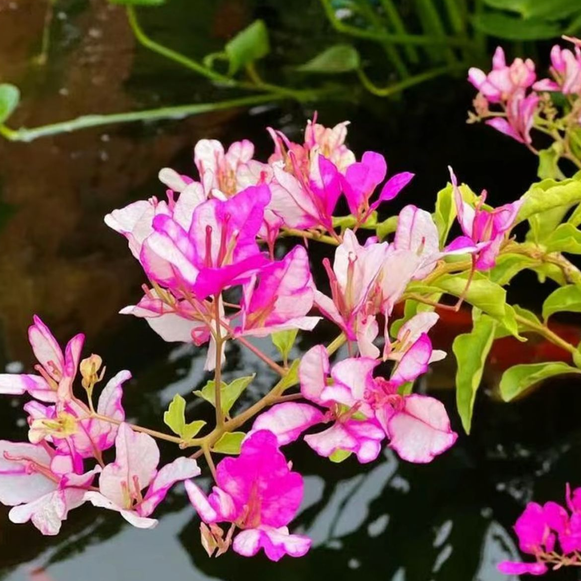 【红樱蝶】三角梅——快递运输中“易折枝落叶落花”完美主义慎拍