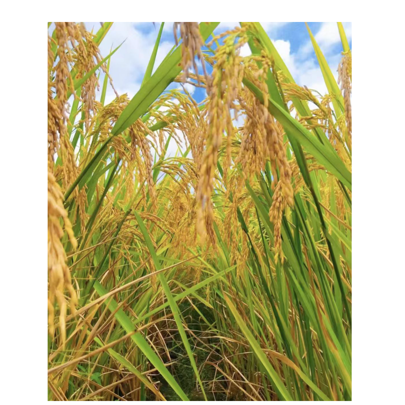 农家自种高山总裁大米胚芽米土特产景阳大米萌宝留庄大米