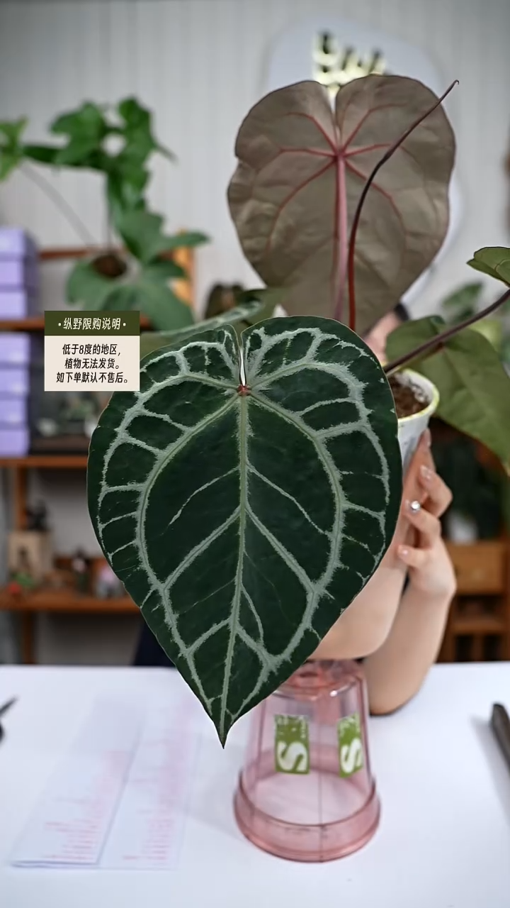 完全开放Y73玄紫微瑕