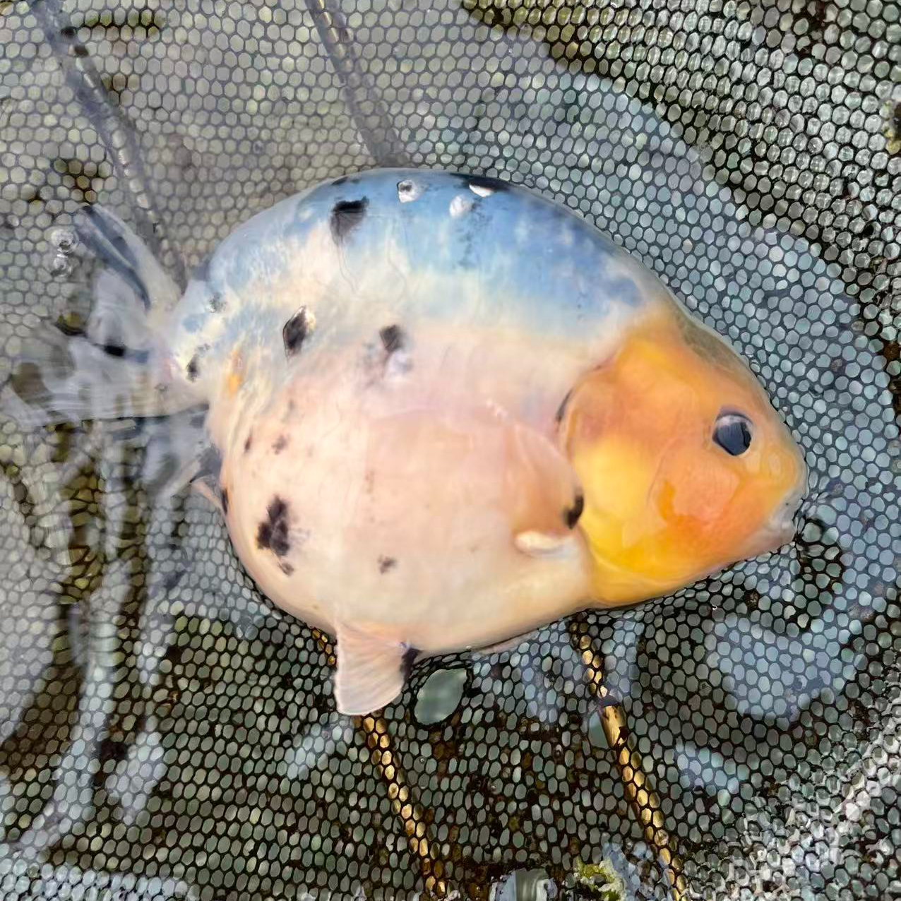 冷水兰寿金鱼泰狮金鱼观赏鱼活体波妞（直播福利）