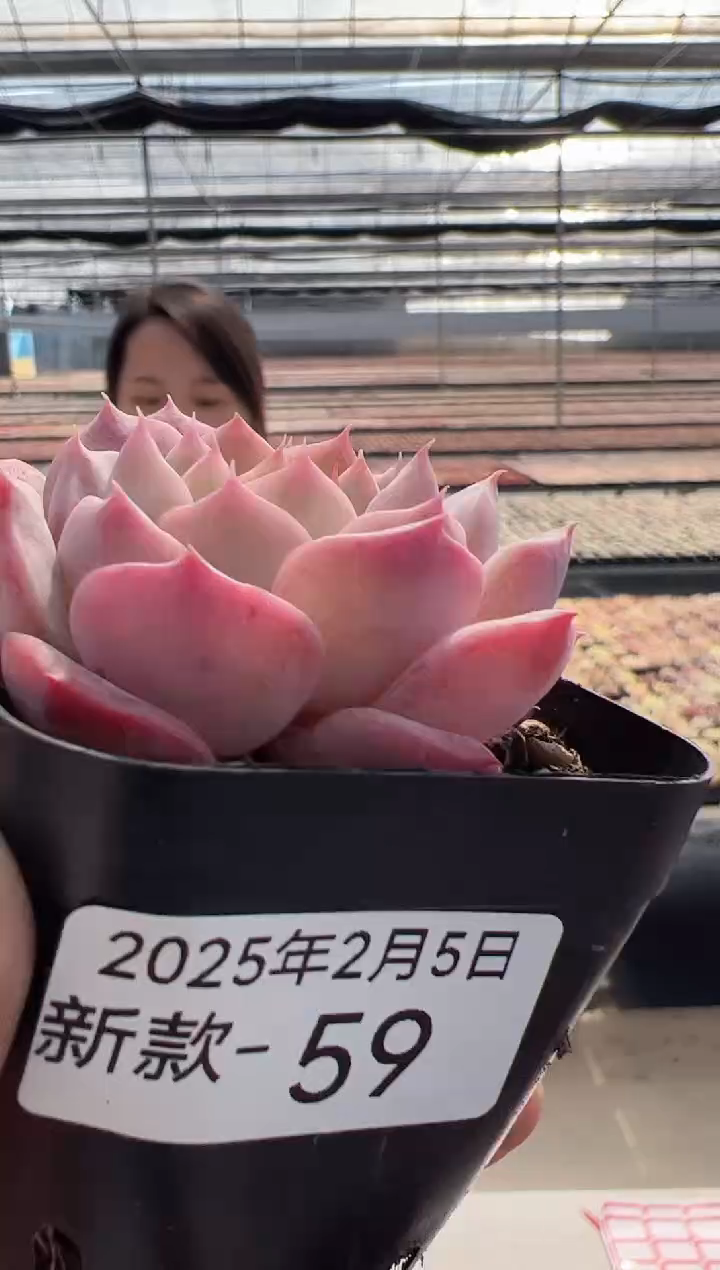 【闪购商品】新款多肉-59