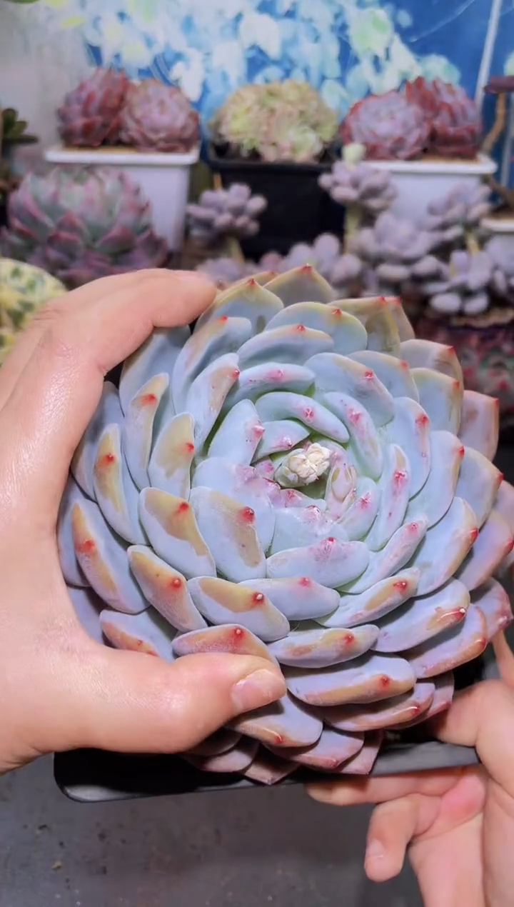 【闪购商品】124橙子