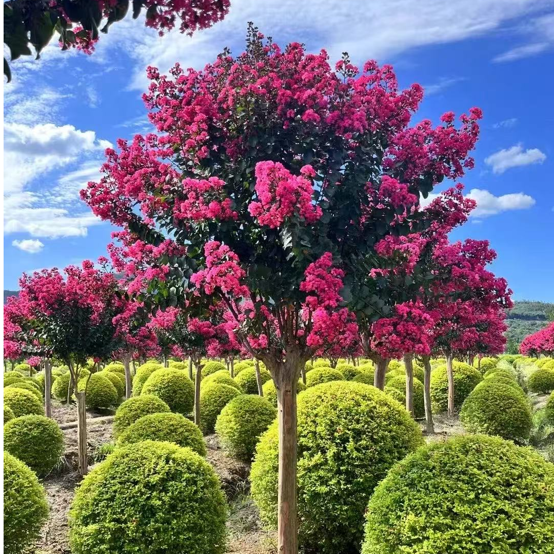 精品紫薇树  正宗红火箭  不挑环境不挑土质遇水成活