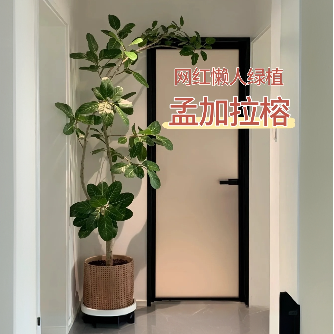 孟加拉榕树绿植盆栽室内高端大型绿植客厅电视柜落地窗吸甲醛