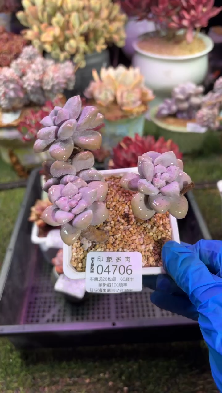 【闪购商品】04706