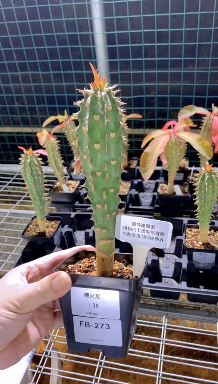 【闪购商品】喷火龙FB-273