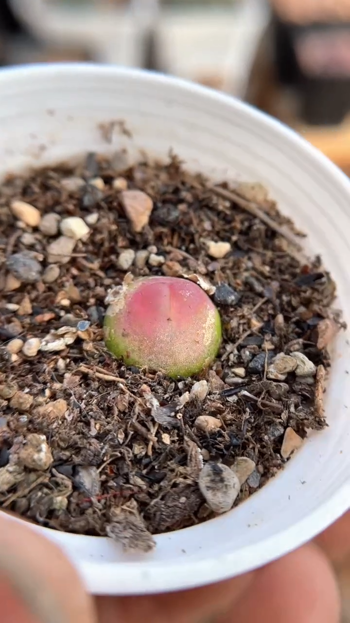 【闪购商品】0559直播一物一拍