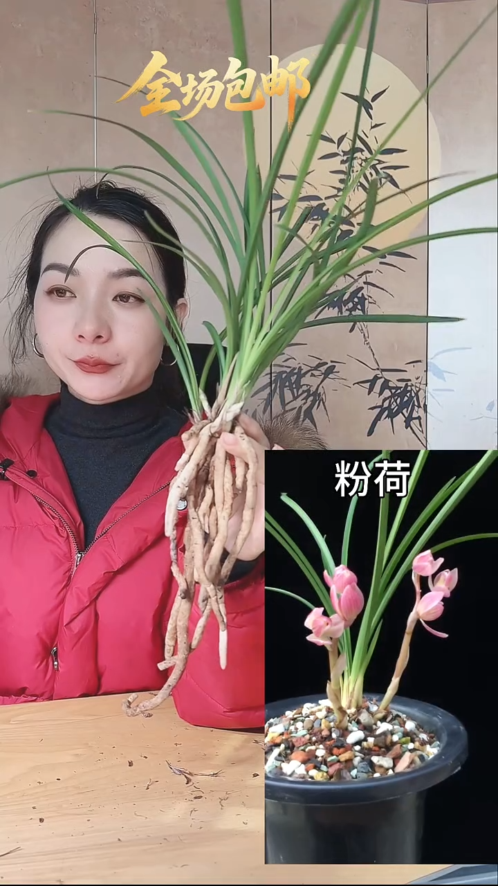 当前无花栽培后可以开花：粉荷