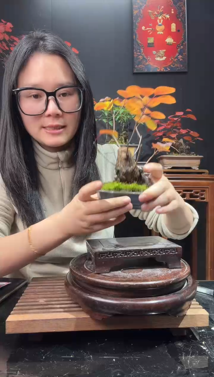 完全开放黄栌000