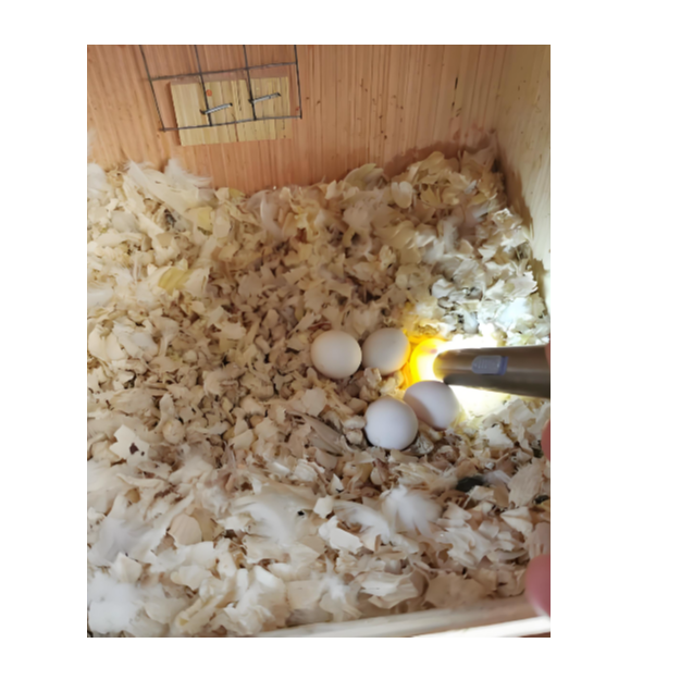 家庭人工孵化家庭养殖养鸟凯珂直接孵化2