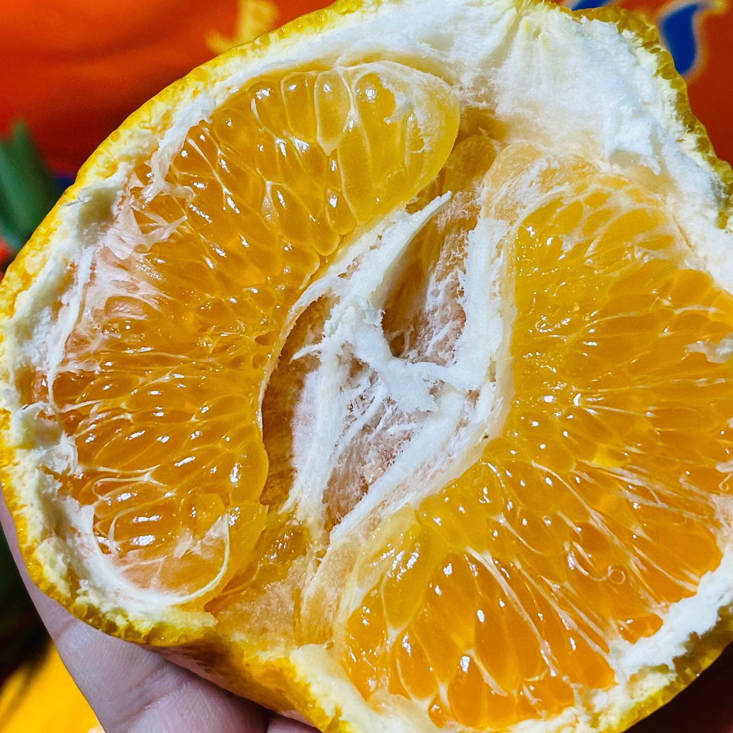 【长丰春见耙耙柑】皮薄肉厚~汁水炸弹！4.5斤吉林省