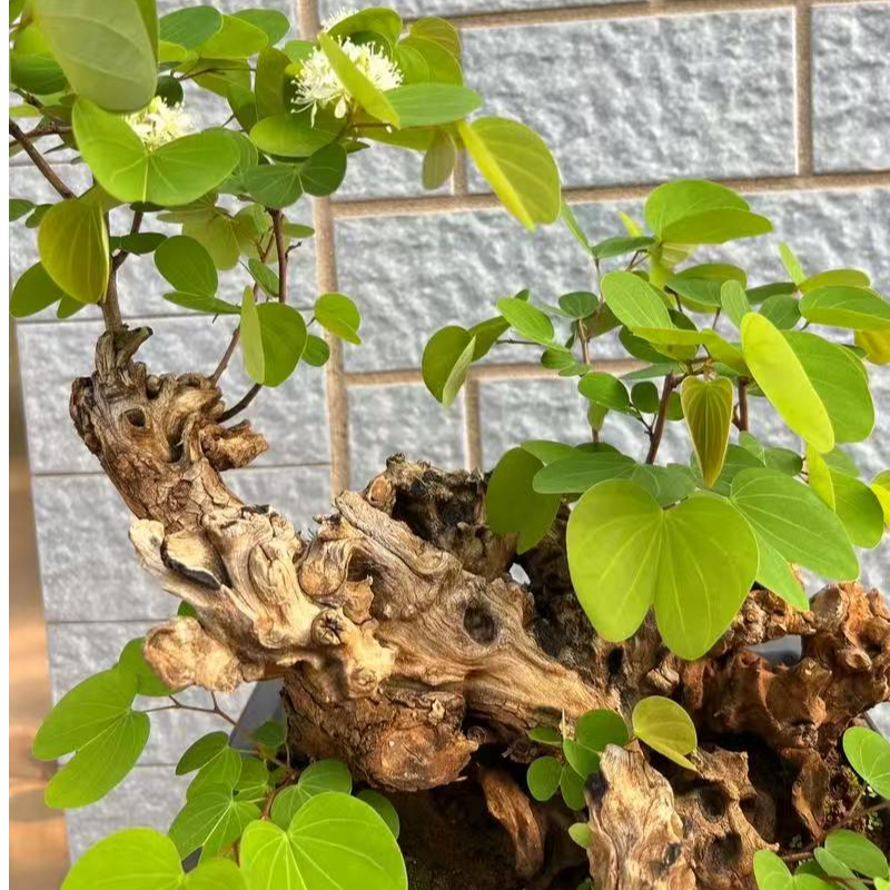 羊蹄甲盆景素材白花