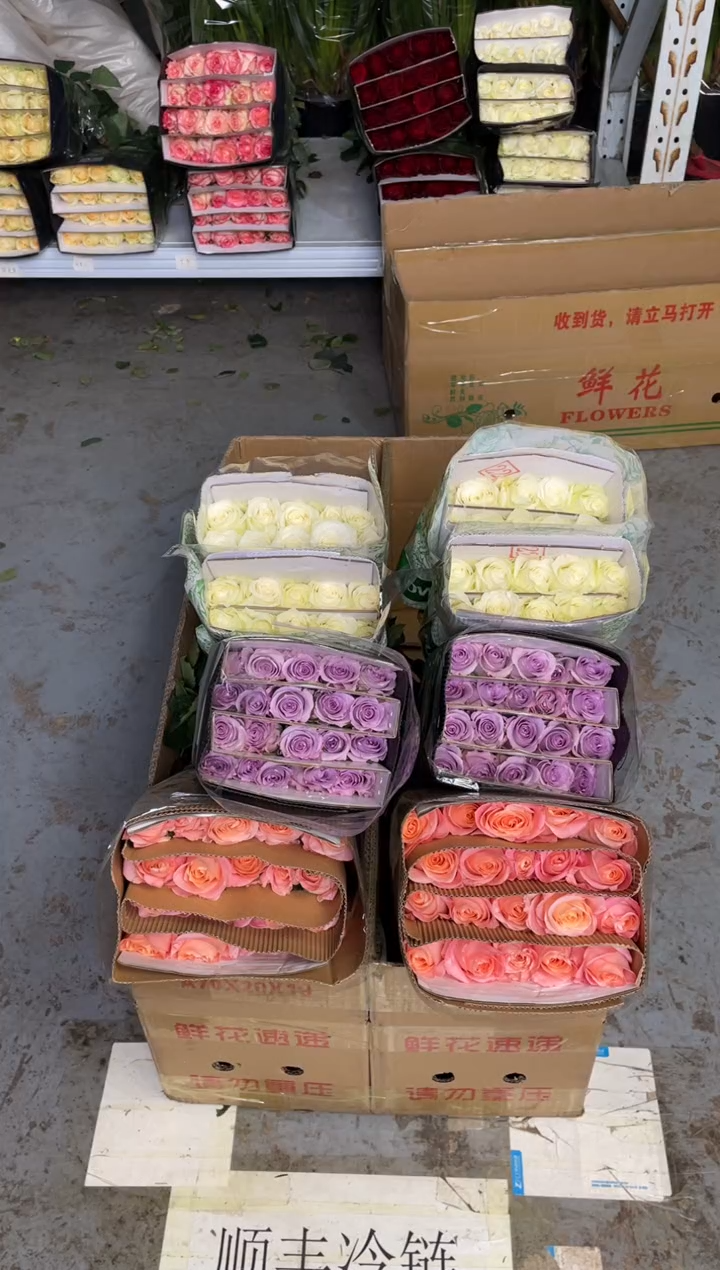 朱小姐20枝+海洋之歌20枝+骄傲20枝