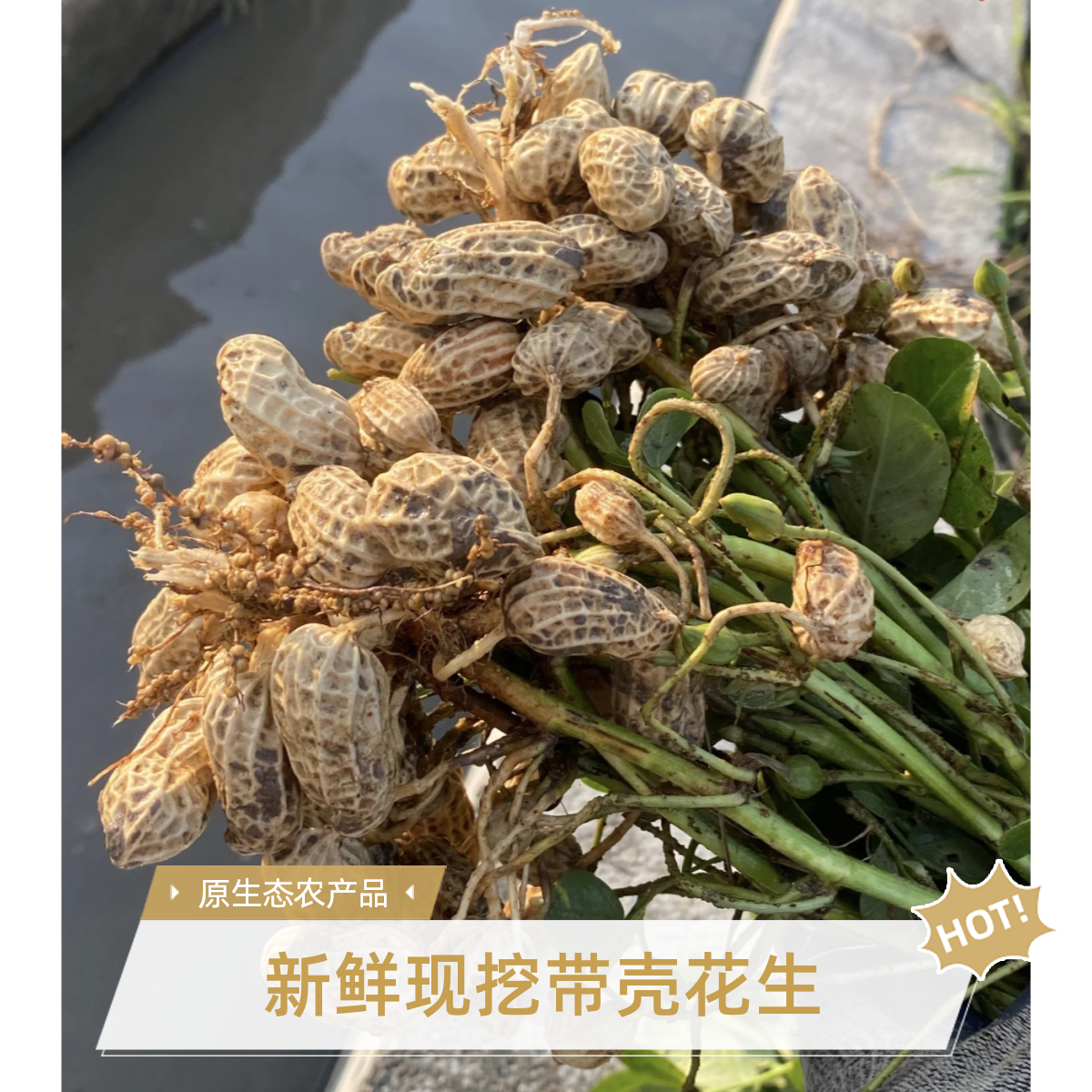新鲜现挖带壳湿花生可生吃水煮农家自种当季花生
