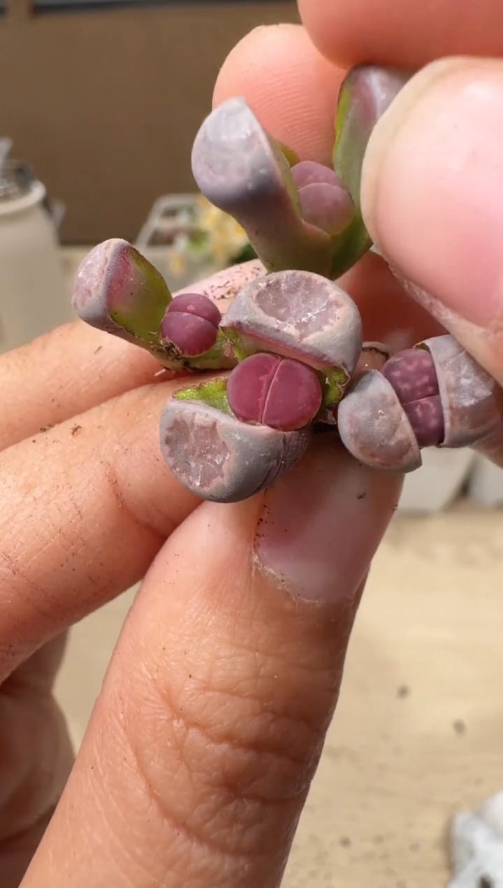 10-18多肉植物肉锥紫饼干