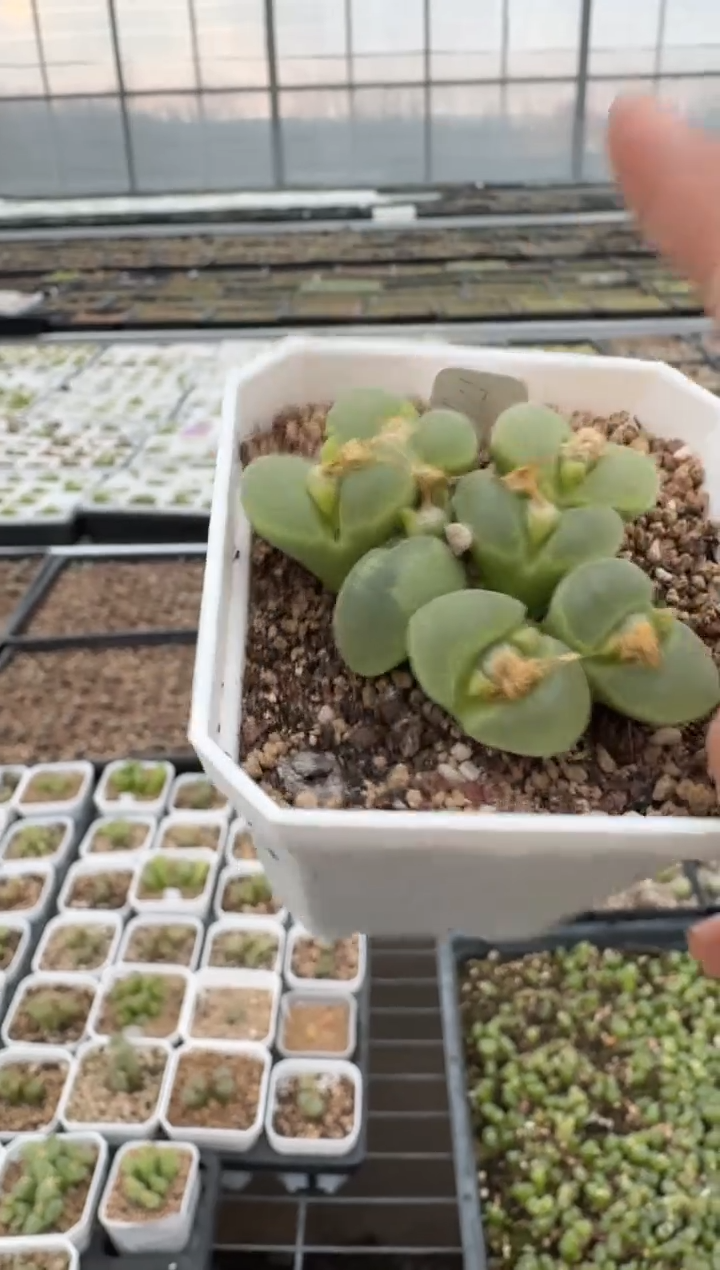 10-222多肉植物肉锥