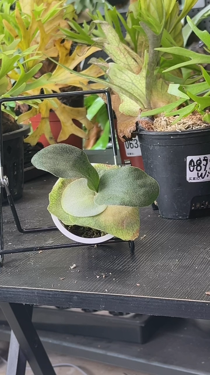 完全开放akki侧芽
