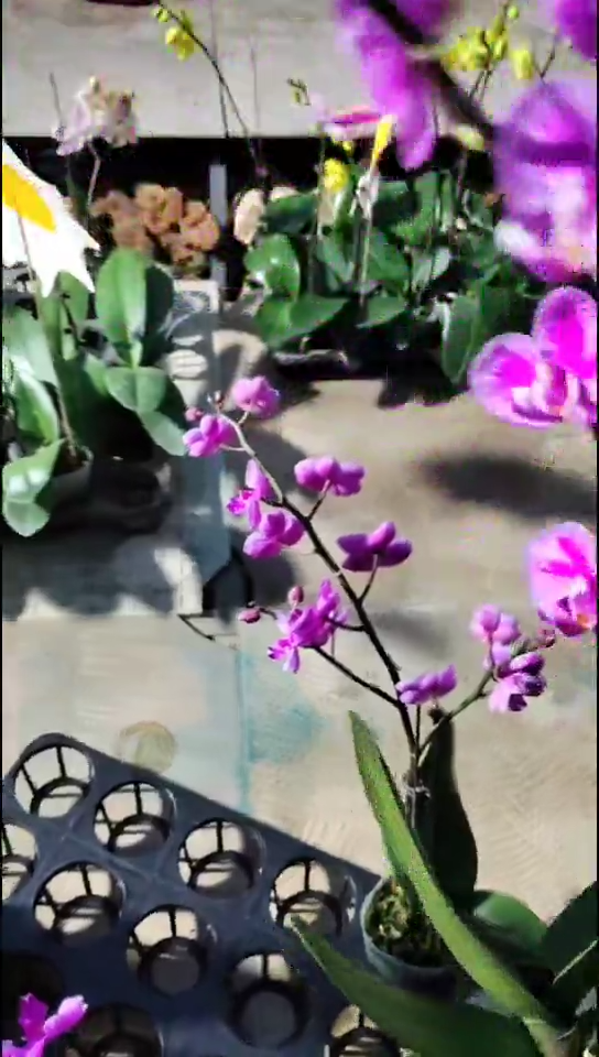 当前无花栽培后可以开花满天红闪福利