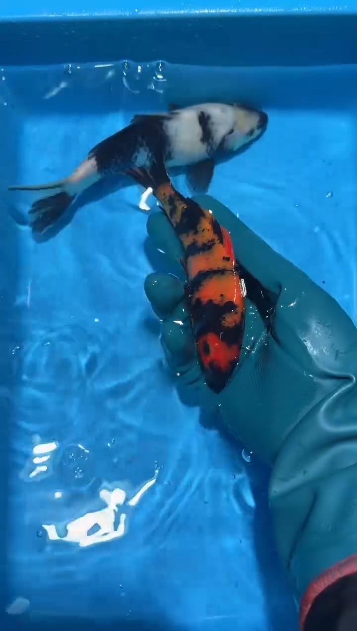 锦鲤点关注右下角竞拍链接出价