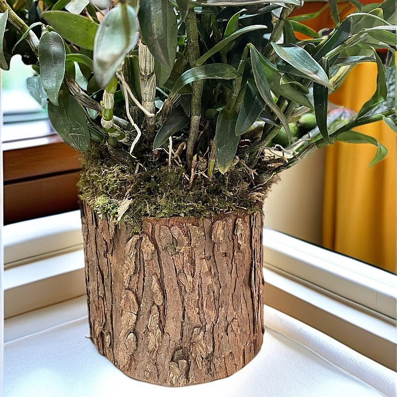 云南野生图片@铁皮石斛九大仙草盆栽