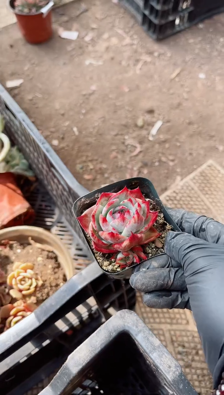 【闪购商品】05500