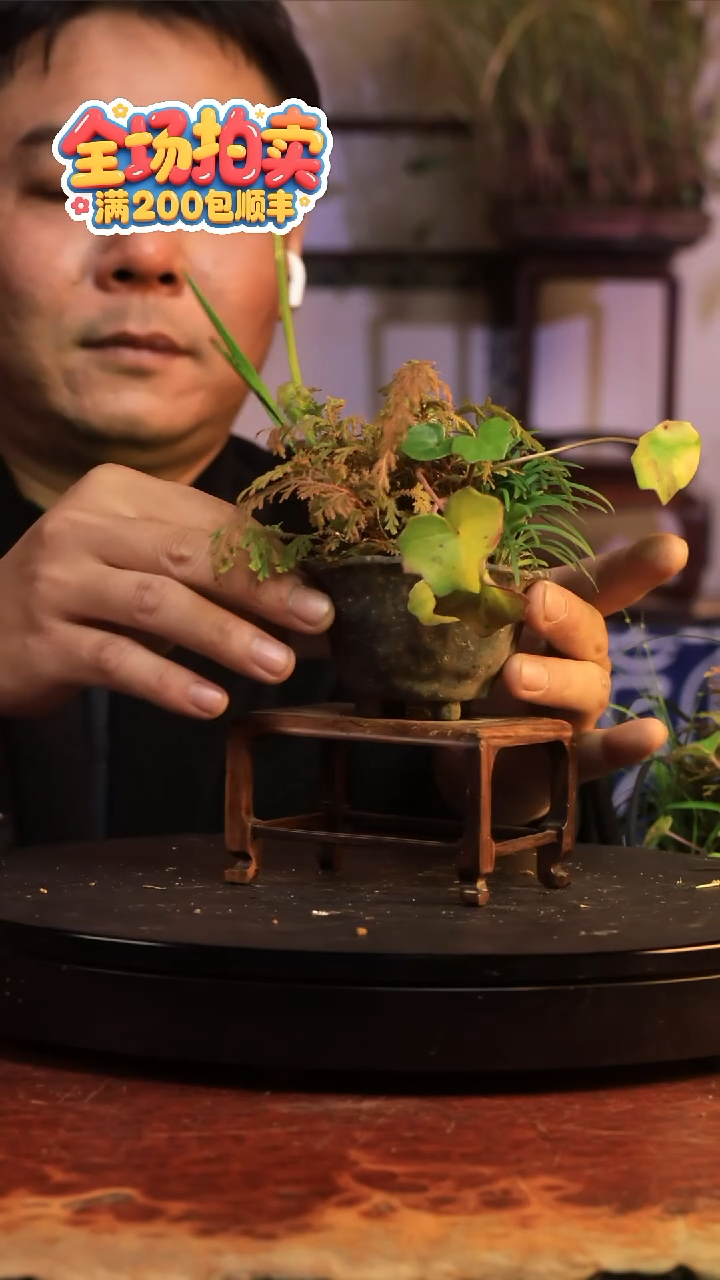 完全开放G33草本植物 不包邮