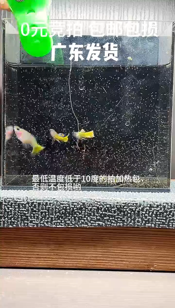 孔雀鱼黄金玻璃猫原生色两公一母编号33