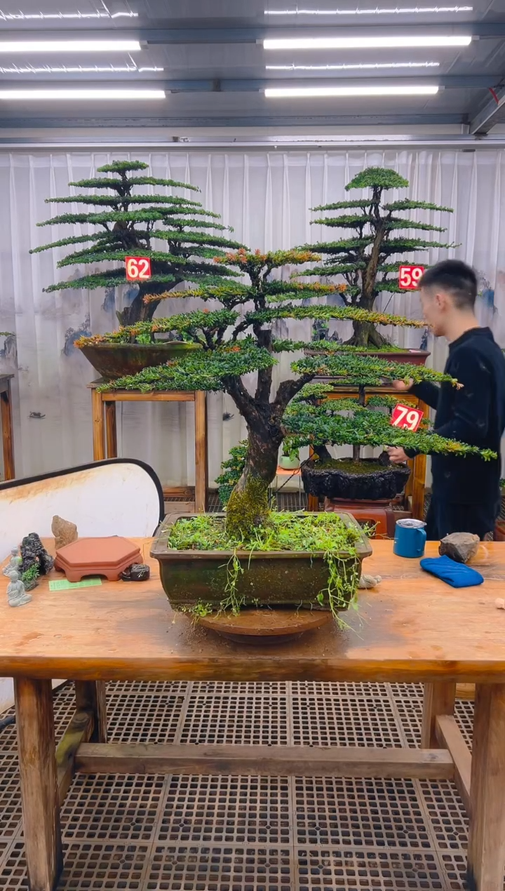 无花朵老*精品盆景直播间一物一拍