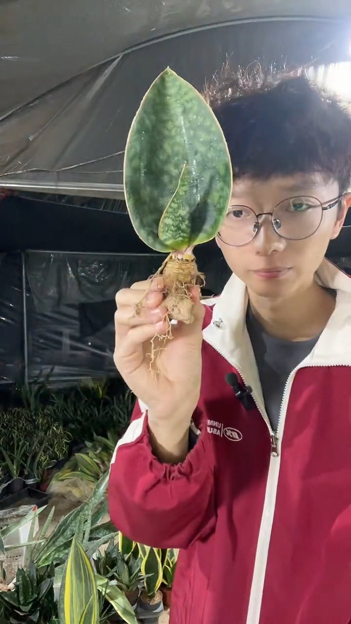 7号翡翠宝镜圆叶48