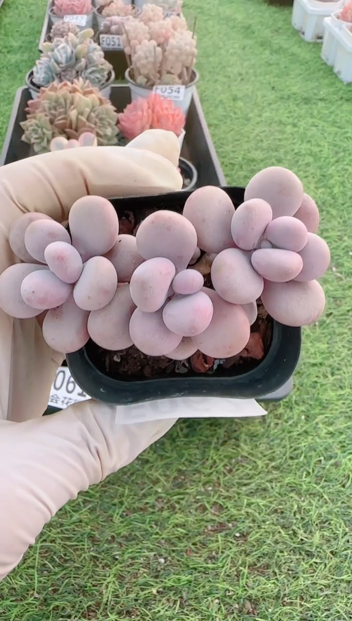 【闪购商品】梦会多肉一物一拍