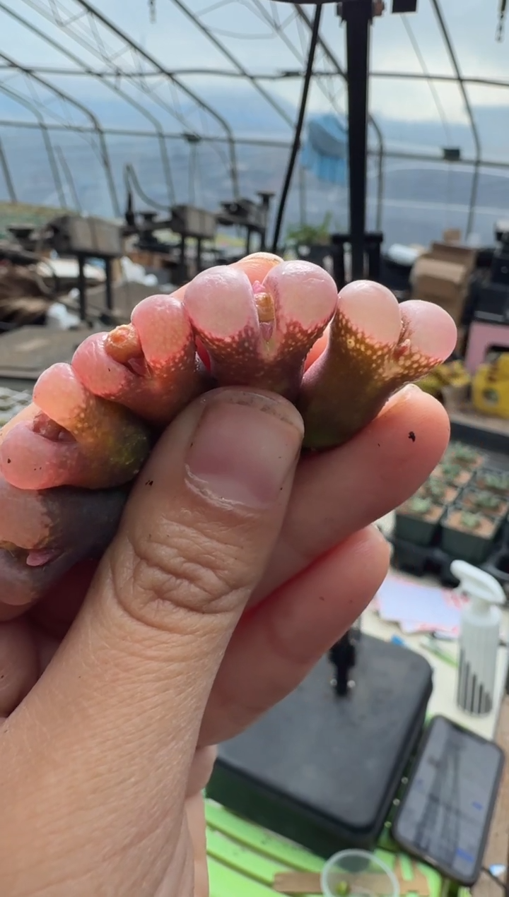 32多肉植物肉锥粉雾糖霜杂交风铃一颗