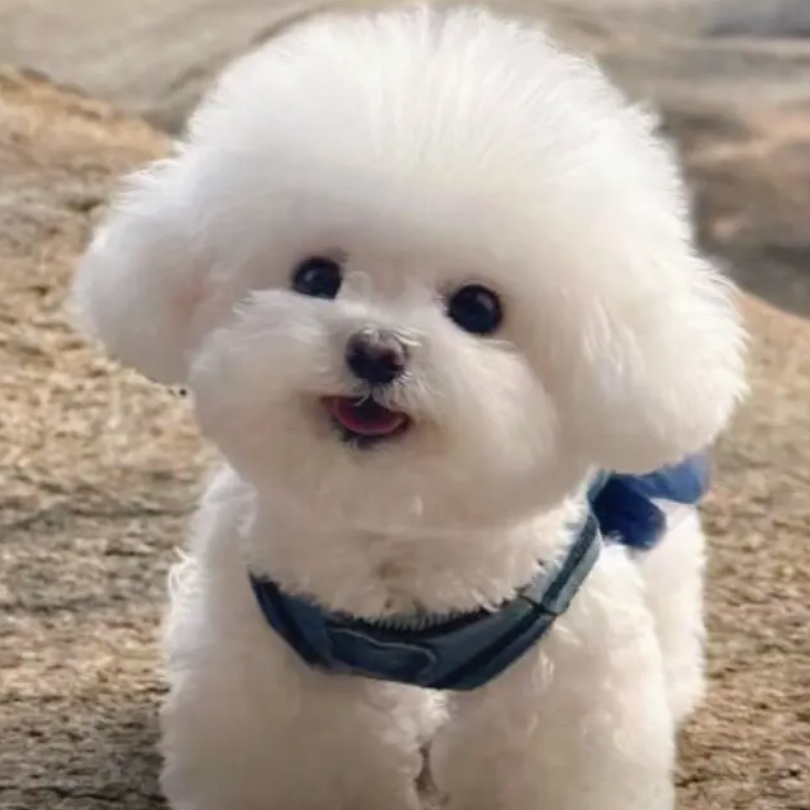 【小江选宠】小型犬狗狗精选