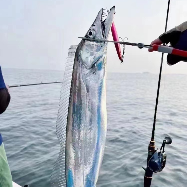 [海钓]舟山本港海钓带鱼小眼睛带鱼（5斤6条）