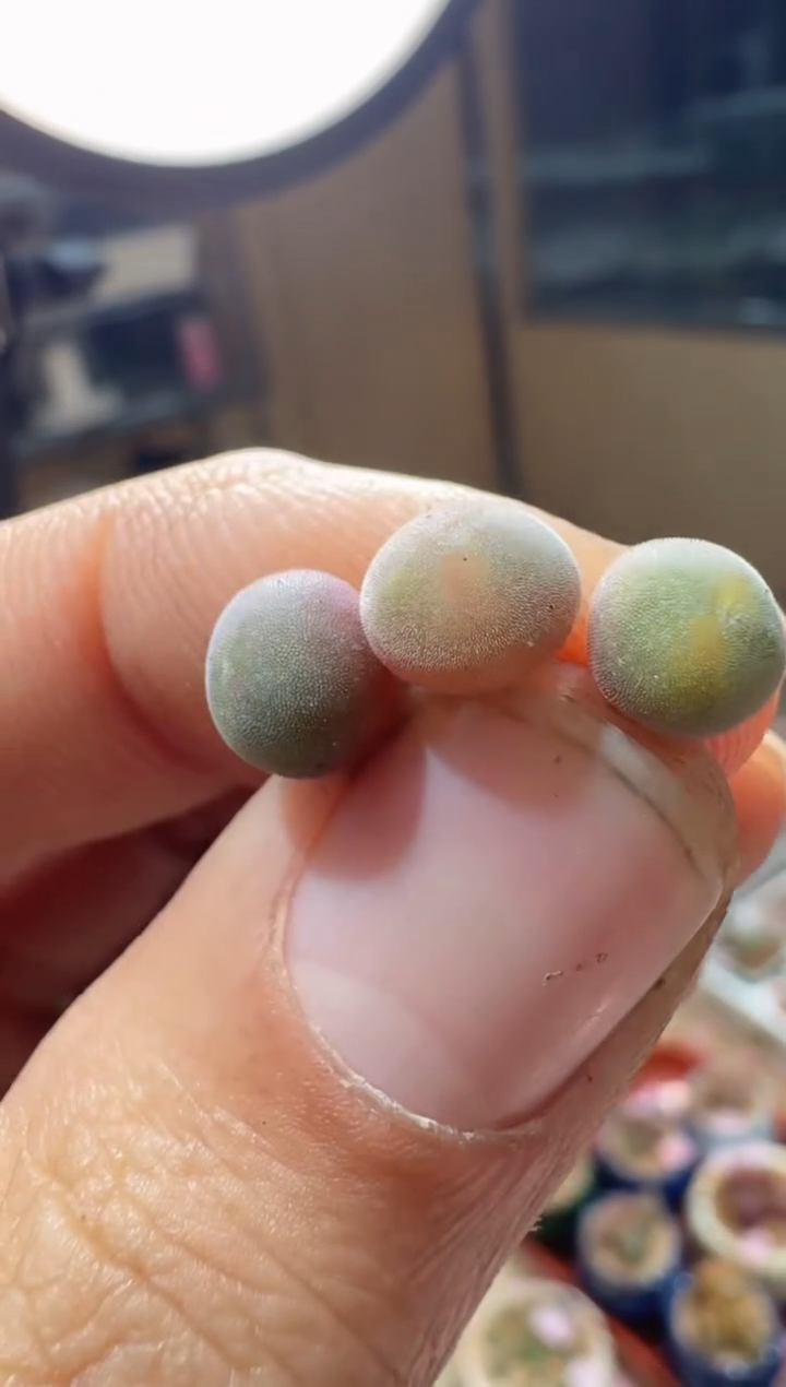 157多肉植物肉锥紫体猫耳空蝉一颗