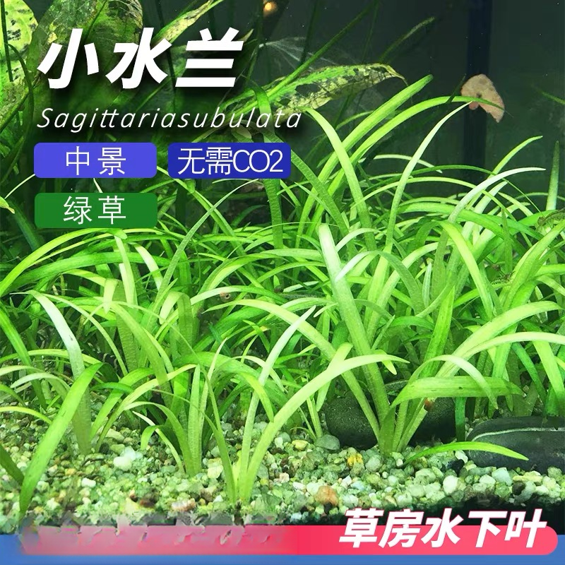 迷你小水兰专用造景前景草新手入门水草好养增氧净化懒人室内鱼缸