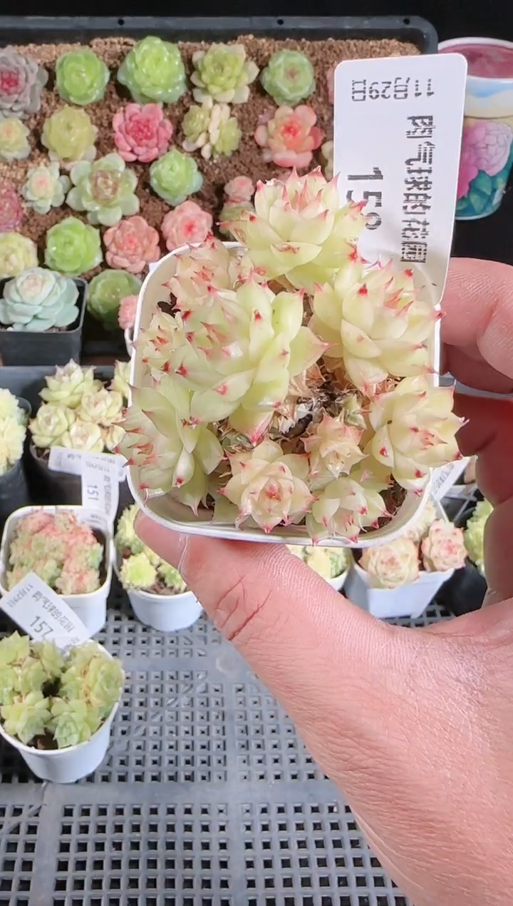 多肉1129-158群生不包整