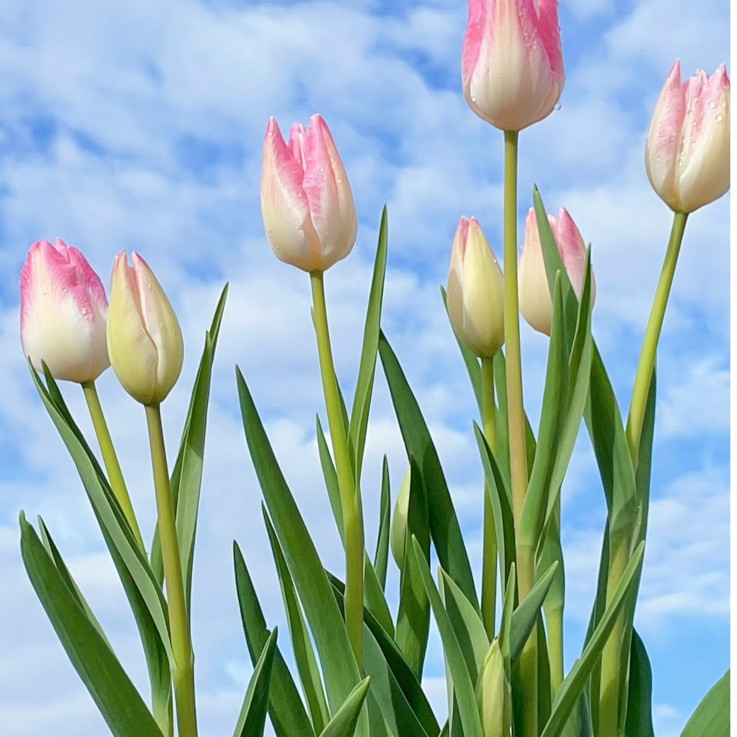 【王安官方店】高品质头等舱郁金香基地直发高品质鲜切花生活鲜花