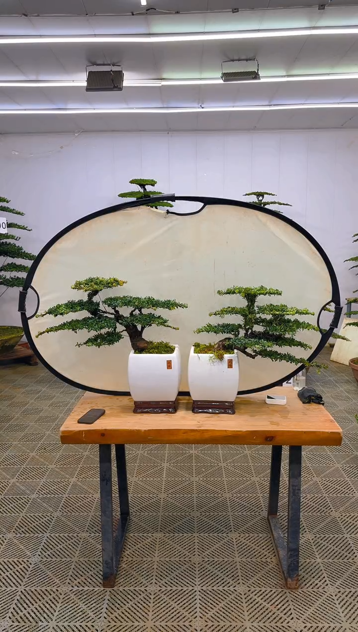 无花朵一物一拍一物一拍