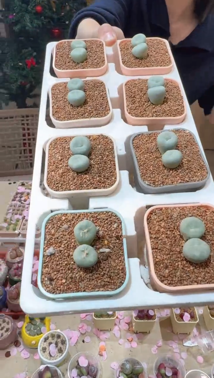 165多肉植物肉锥红嘴一颗