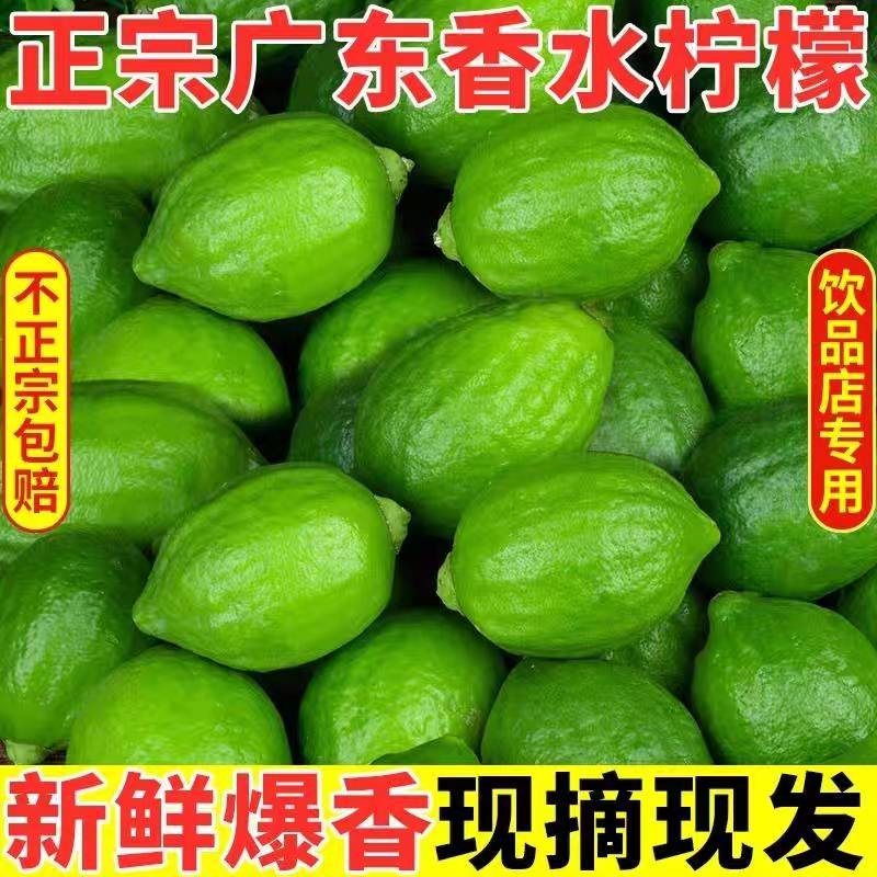 《火爆抢购》新鲜无籽一二级果正宗广东香水柠檬现摘直发奶茶店专用