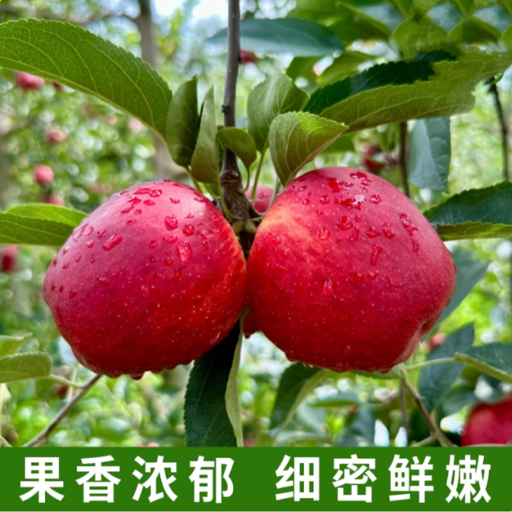 【专属】25年云南马龙高山种植丑苹果华硕龙威红露红富士头茬鲜果