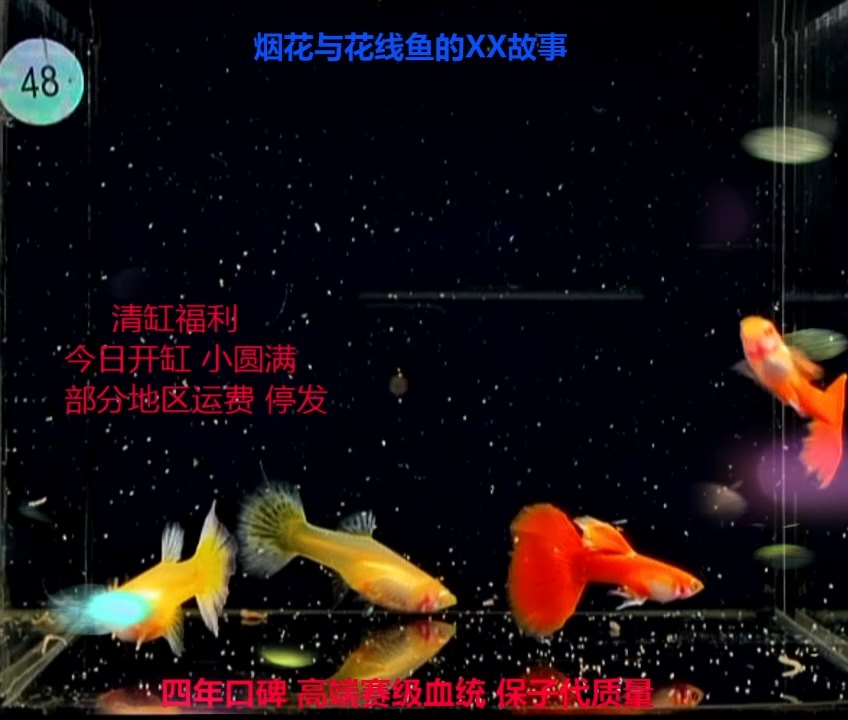 孔雀鱼ヾ****এ小蓝瓶